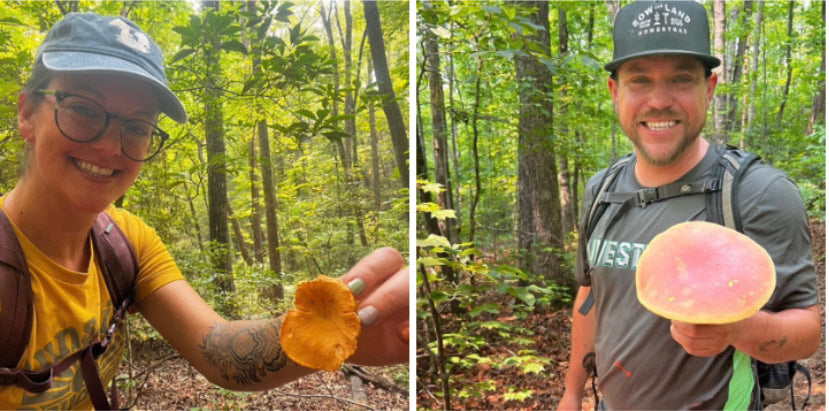 forest, people, dog, mushrooms, foraging