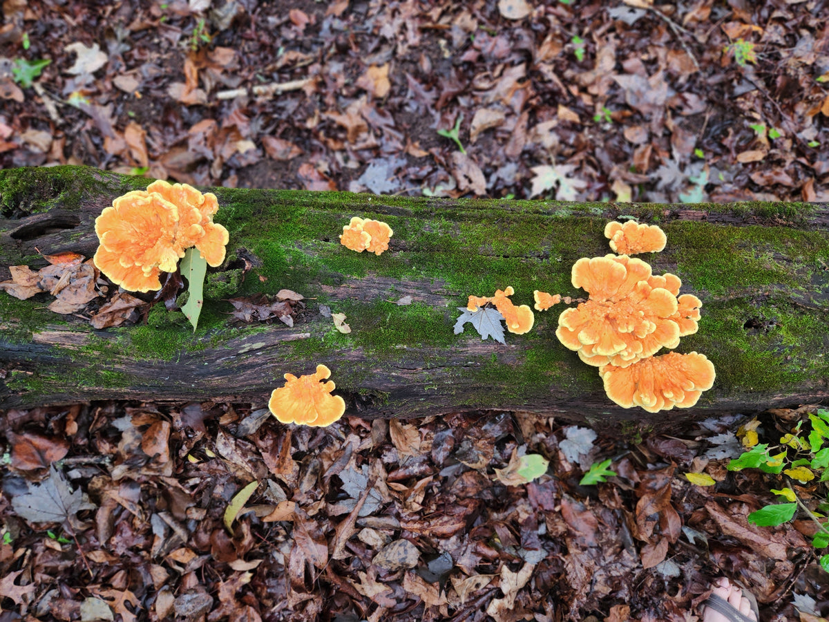 Chicken of the Woods on a log in the forest with leaves on the ground