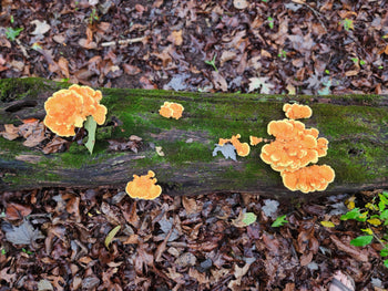 Chicken of the Woods on a log in the forest with leaves on the ground