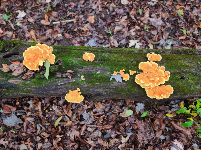 Chicken of the Woods on a log in the forest with leaves on the ground