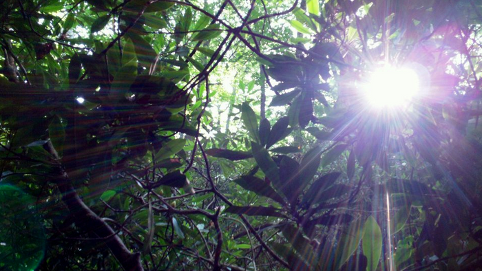 Sarah's Undergraduate Research