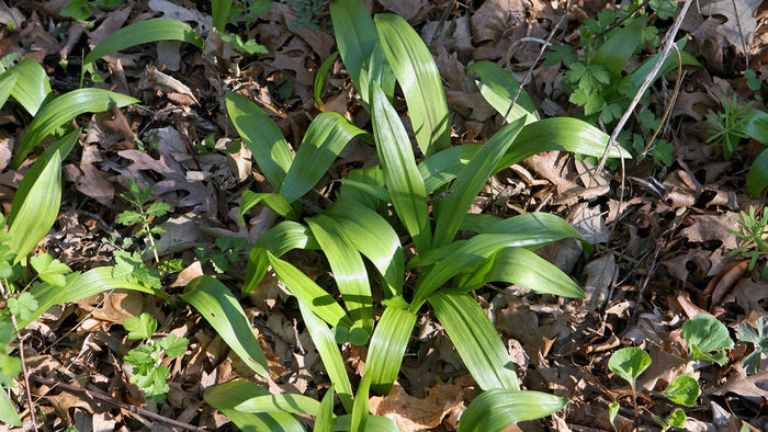 Wild ramps among leaves on the forest floor.