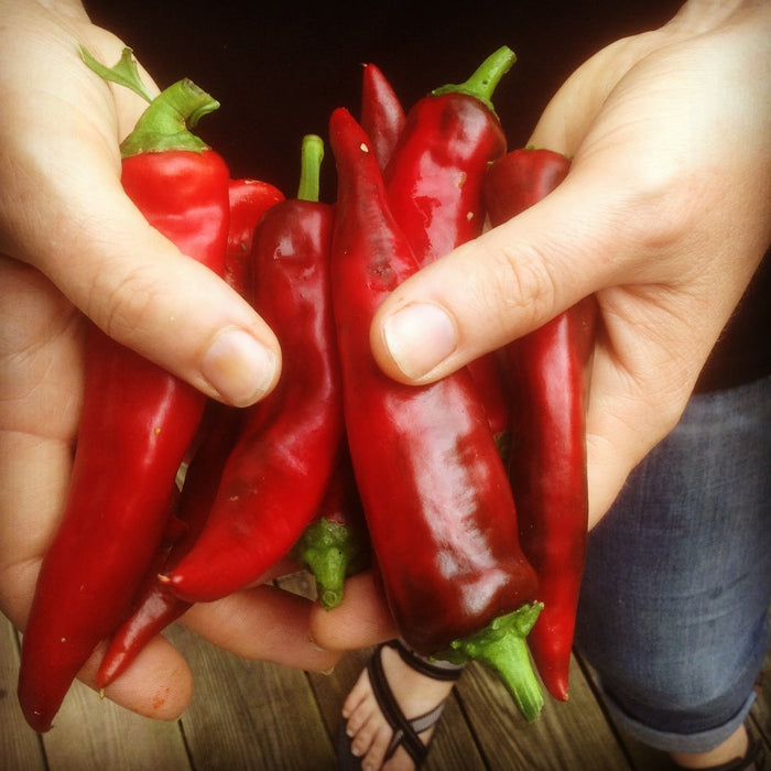 Bright red fresno peppers being held in hands.