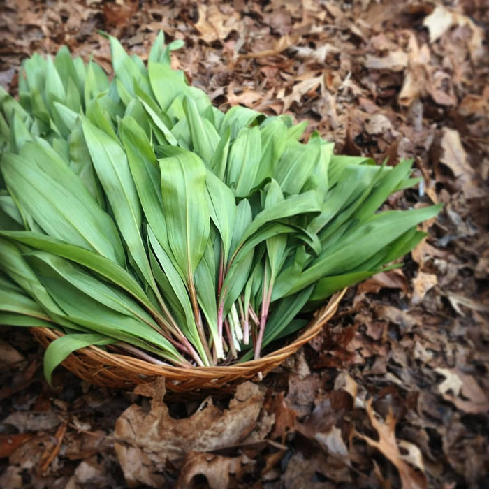 wild-harvested ramps in a basket in the forest