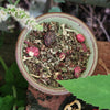 Blackberry Bramble Tea * Summer Seasonal *