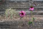 Purple Coneflower